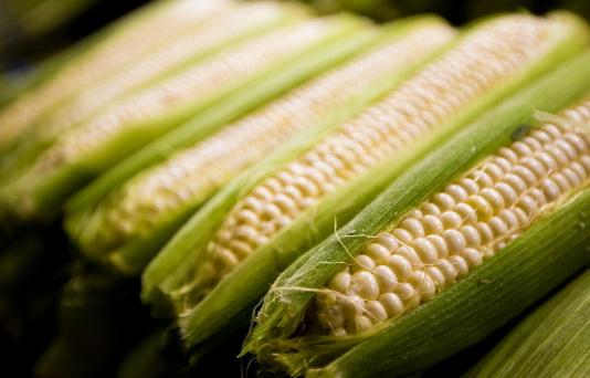 玉米吃多了会胖吗?玉米的功效-360常识网