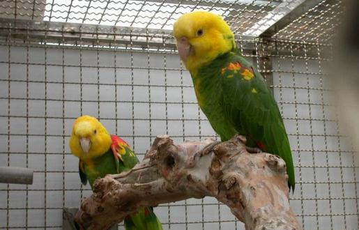 双黄头亚马逊鹦鹉的简介 双黄头亚马逊鹦鹉的