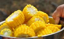 水果玉米的简介 水果玉米的营养价值
