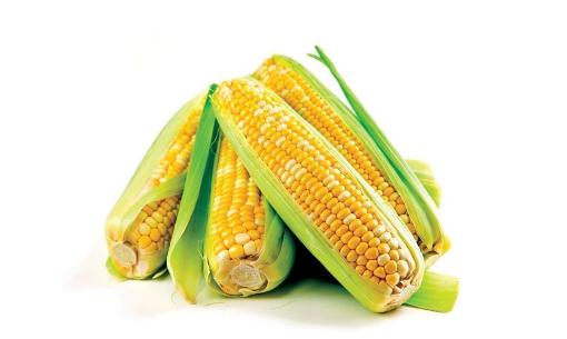 玉米是营养价值最高的主食-360常识网